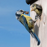 Blue tits